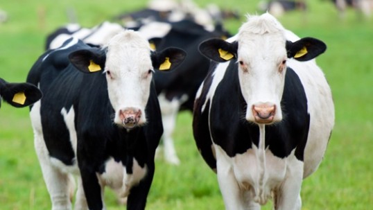 Bloom Energy: The cows running their own farm